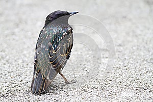 Common Starling