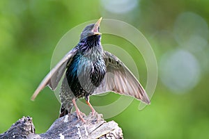 Common starling