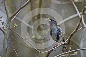 Common Starling