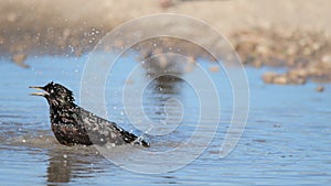 Common Starling bathes in a puddle on a country road. Sturnus vulgaris