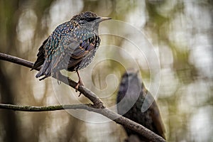 common starling bird on the banch in nature