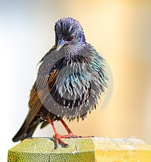 Common Starling bird