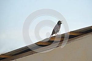 Common starling bird