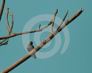 a Common starling bird sits on top of a tree branch,