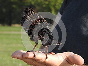 Common starling bird is standing on human hand