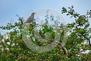 Common starling bird standing on a tree branch