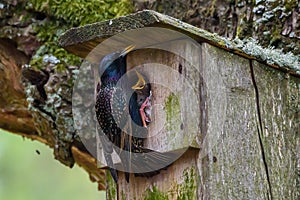 Common starling bird, Sturnus vulgaris feeds baby birds