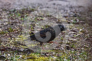 Common starling bird Sturnus vulgaris on green grass.