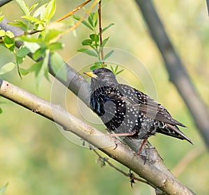 Common starling. On an early spring morning, a bird sits on a branch among the young foliagei