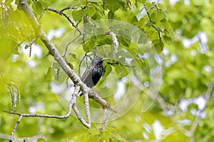 The common starling or European starling (Sturnus vulgaris)