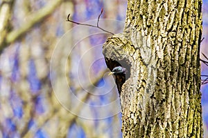 The common starling or European starling (Sturnus vulgaris)