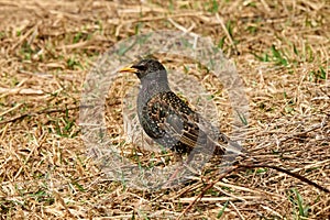 Common Starling or European Starling Sturnus vulgaris. Bird looks out for prey in dry grass in early spring
