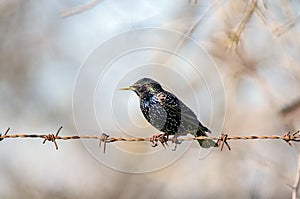 Common starling / European starling Sturnus vulgaris resting on a rusty barbed wire fence in summer sunlight with beautiful