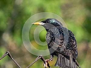 Common starling or European starling (Sturnus vulgaris) sitting on metal fence with blurred background