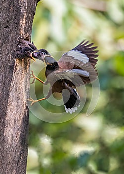 Common starling feeding its juveniles