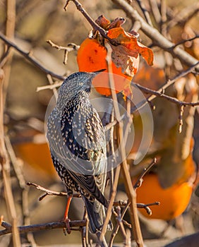 Common Starling feeds on a kaki fruit photo