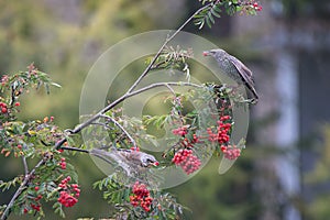 Common starling and fieldfare sits on a rowan branch. Red rowan berries in birds` beaks.