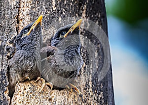 Common Starling juveniles sitting in tree trunk