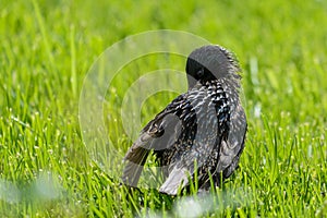 Common starling male in park green grass