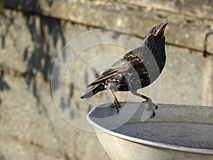 Common starling perched atop a round bowl filled with water, ready to take a sip