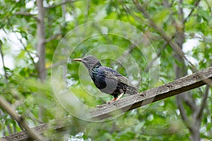 Common Starling perched atop a wooden board seen through tree branches