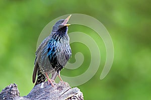 Common starling perching on a tree stump and singing