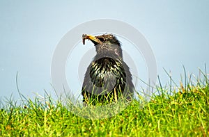 Common starling, Shetland