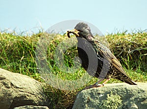 Common starling, Shetland