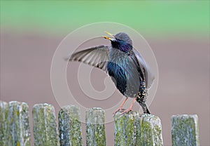 Common starling singing