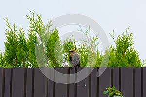 Common starling sitting on the fence on the background of green