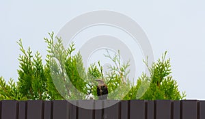 Common starling sitting on the fence on the background of green