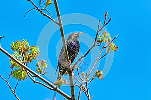 Common Starling Sturnus Vulgaris