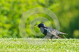 Common Starling Sturnus vulgaris