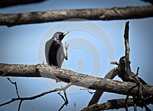 Common Starling (Sturnus vulgaris)