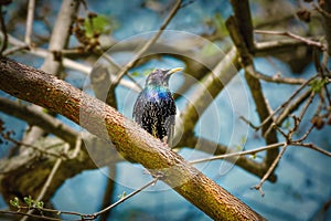 Common starling Sturnus vulgaris