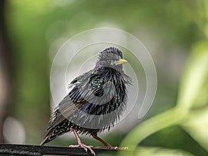 Common starling,Sturnus vulgaris