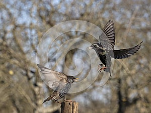 Common starling, Sturnus vulgaris