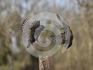 Common starling, Sturnus vulgaris