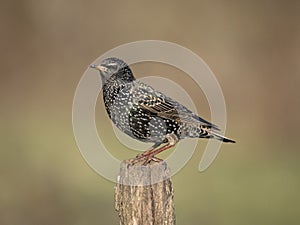 Common starling, Sturnus vulgaris