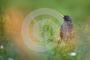 Common Starling (Sturnus vulgaris)