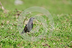 Common Starling (Sturnus vulgaris)