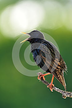 Common starling Sturnus vulgaris