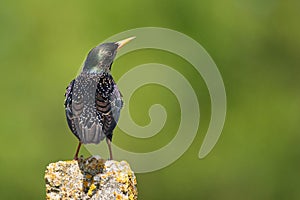 Common Starling Sturnus vulgaris, also known as the European Starling