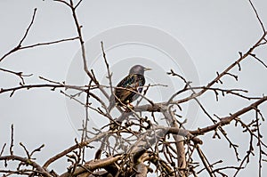 The common starling (Sturnus vulgaris), also known as the European starling perching on branch