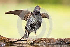 Common starling Sturnus vulgaris, beautiful large songbird sitting on edge of lake, caller bird with spread wings.