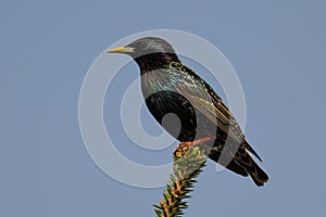 Common starling, Sturnus vulgaris, on a branch