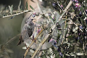 Common starling, sturnus vulgaris, eating an olive