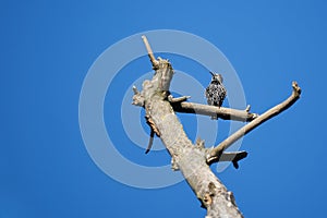 Common starling Sturnus vulgaris European passerine bird Sturnidae on a tree