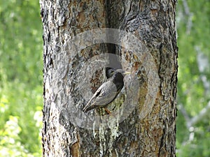 Common Starling (Sturnus vulgaris) feeding fledgling in tree hollow in spring