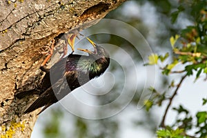 The Common Starling, Sturnus vulgaris feeds chicks in a hollow tree. Close up